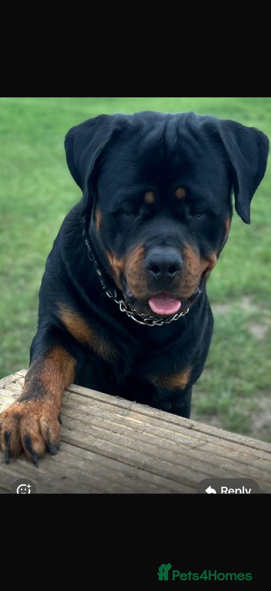 Rottweiler dogs Rottweiler puppies  - Advert 2