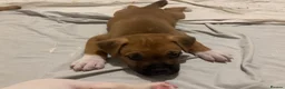 Mixed Breed dogs for sale: Mastiff cross. 10 pups (7 boys… 3 girls…)  - Advert 2