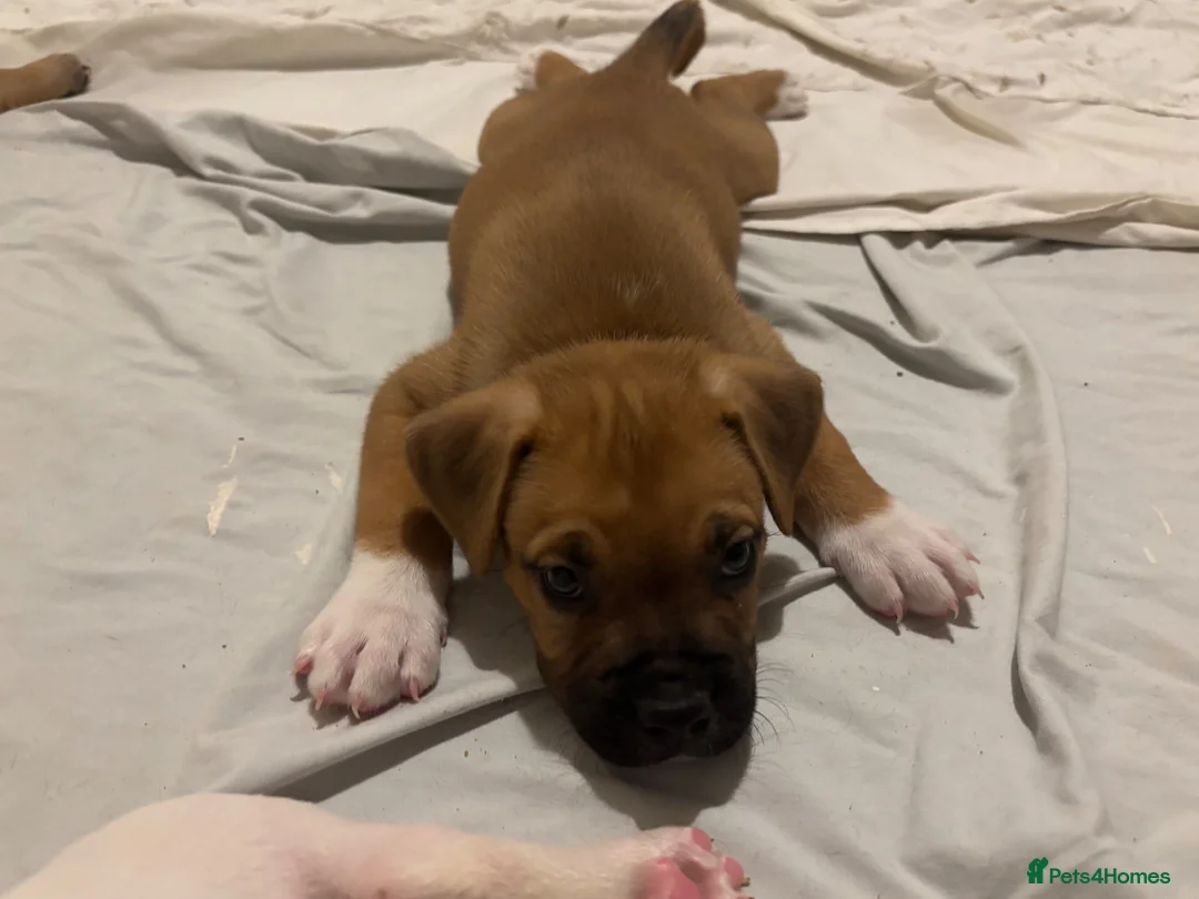 Mixed Breed dogs for sale: Mastiff cross. 10 pups (7 boys… 3 girls…)  - Advert 2