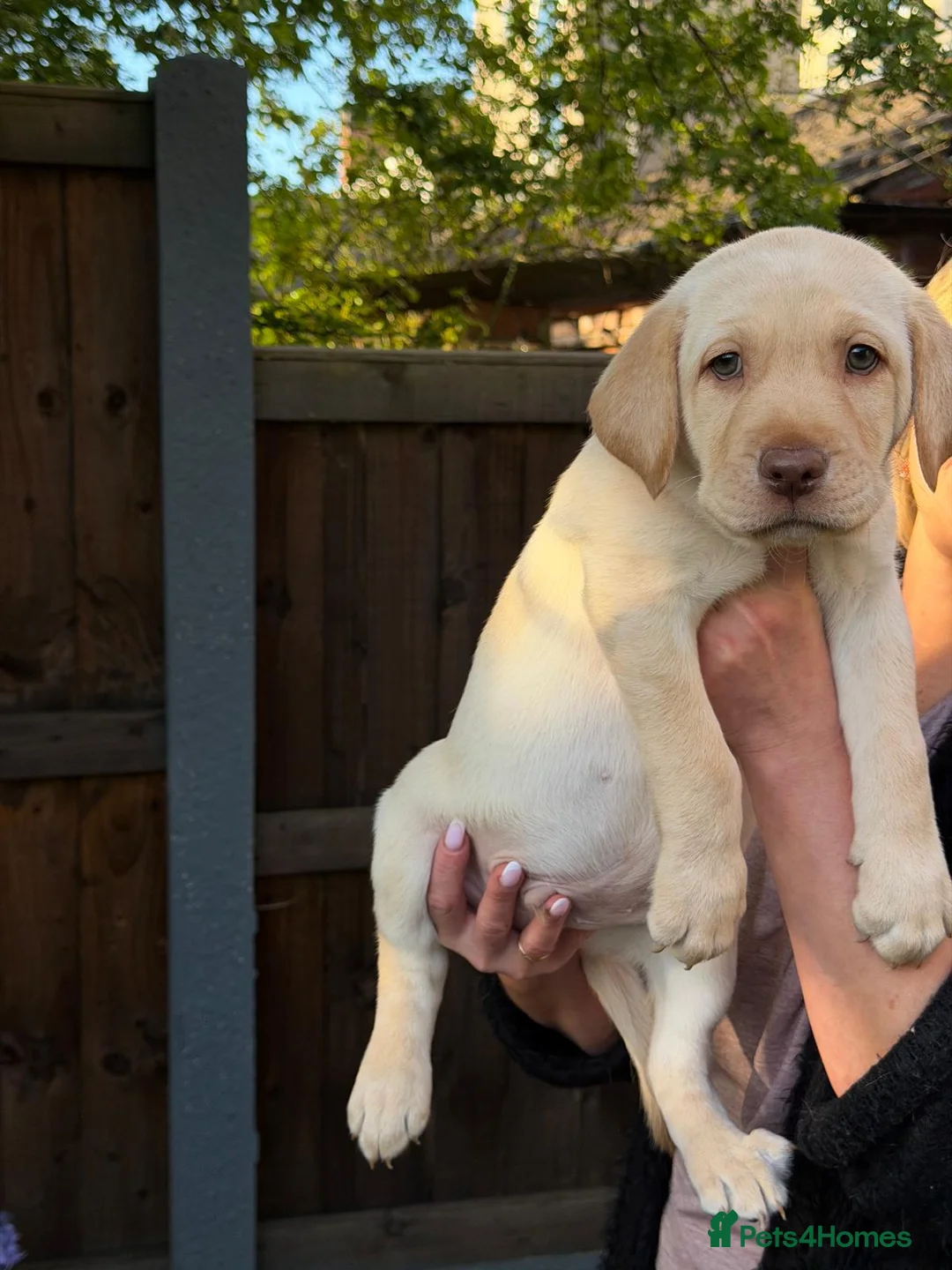Labrador Retriever dogs for sale: LAST CHUNKY LAB BOY READY NOW! Home-Raised - Advert 2