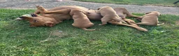 Labrador Retriever dogs for sale: Fox Red labrador puppies in Swindon - Advert 4
