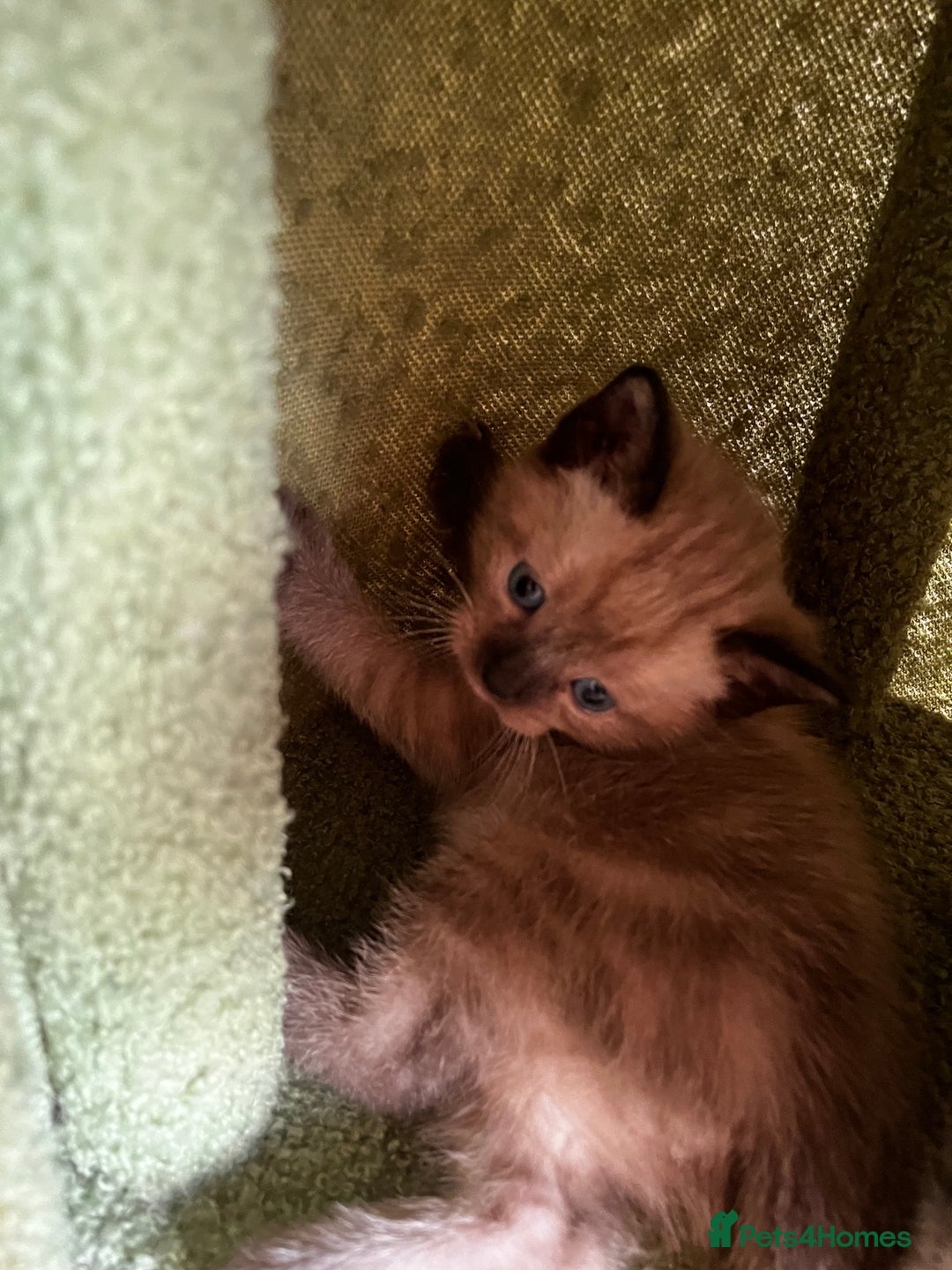 Ragdoll cats for sale: Ragdoll X kittens  - Advert 3