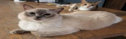 Ragdoll cats for sale: Pair of Ragdoll/Tabby Kittens ..... Bear & Tia  - Advert 27
