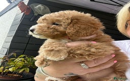 Cockapoo dogs for sale: Stunning F1b pups now available. - Image 4