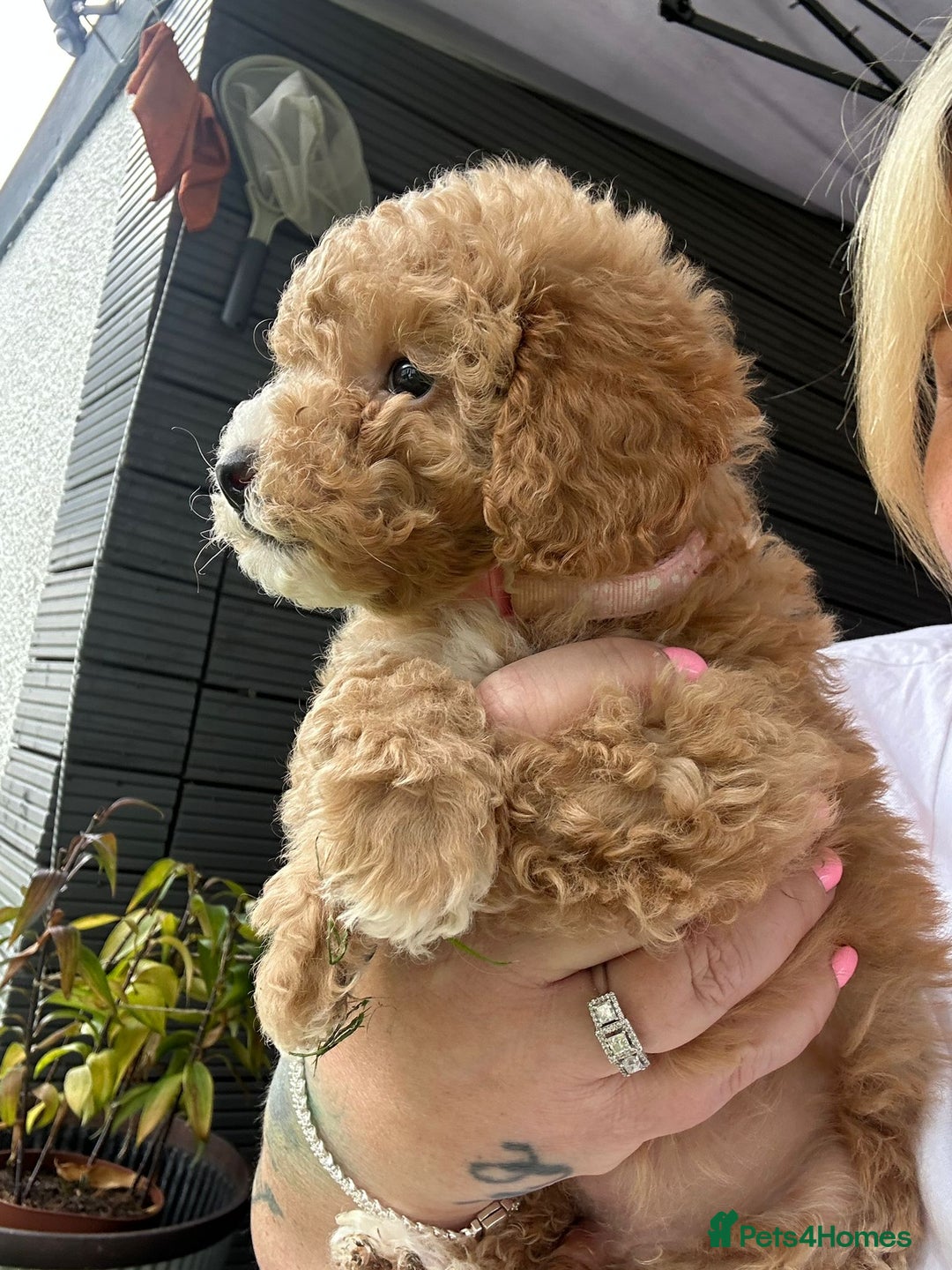 Cockapoo dogs for sale: Stunning F1b pups now available. - Image 4