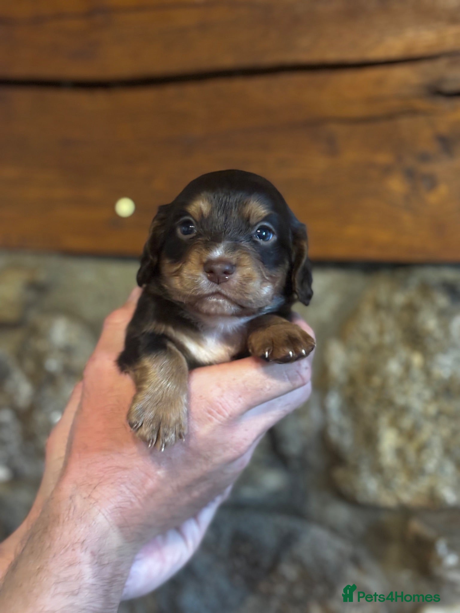 Cocker Spaniel dogs Beautiful Working Cocker Spaniel Puppies - Advert 2