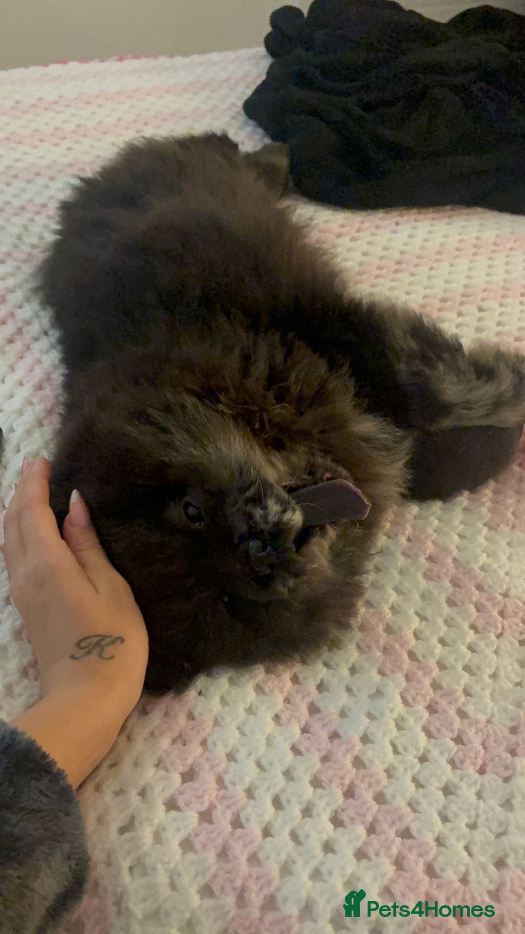 Chow Chow dogs for sale: Male chow chow  - Advert 3