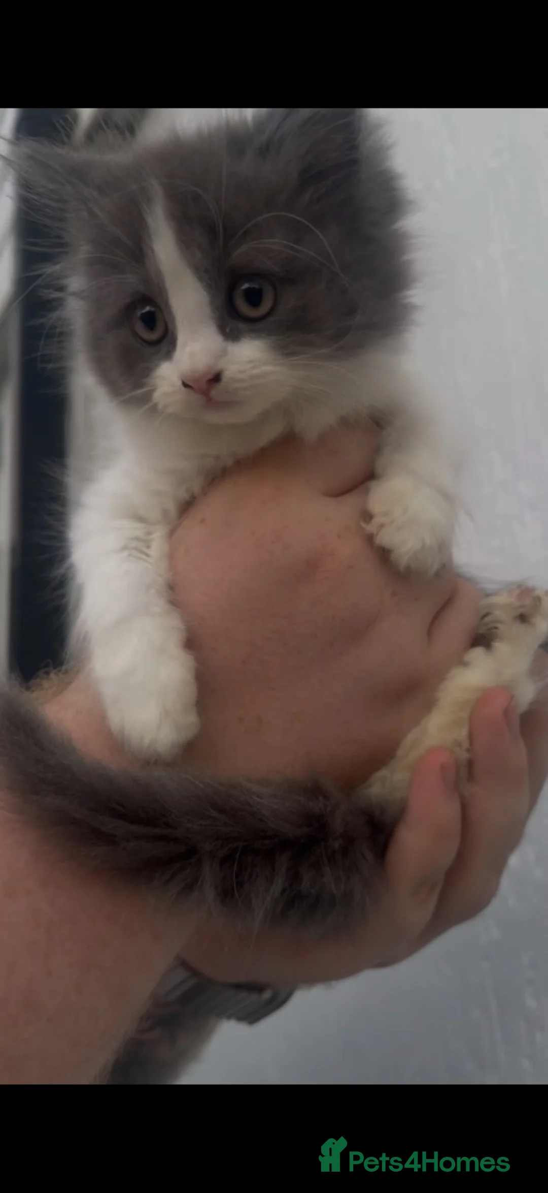 British Longhair cats for sale: British longhair kittens for sale - Advert 2