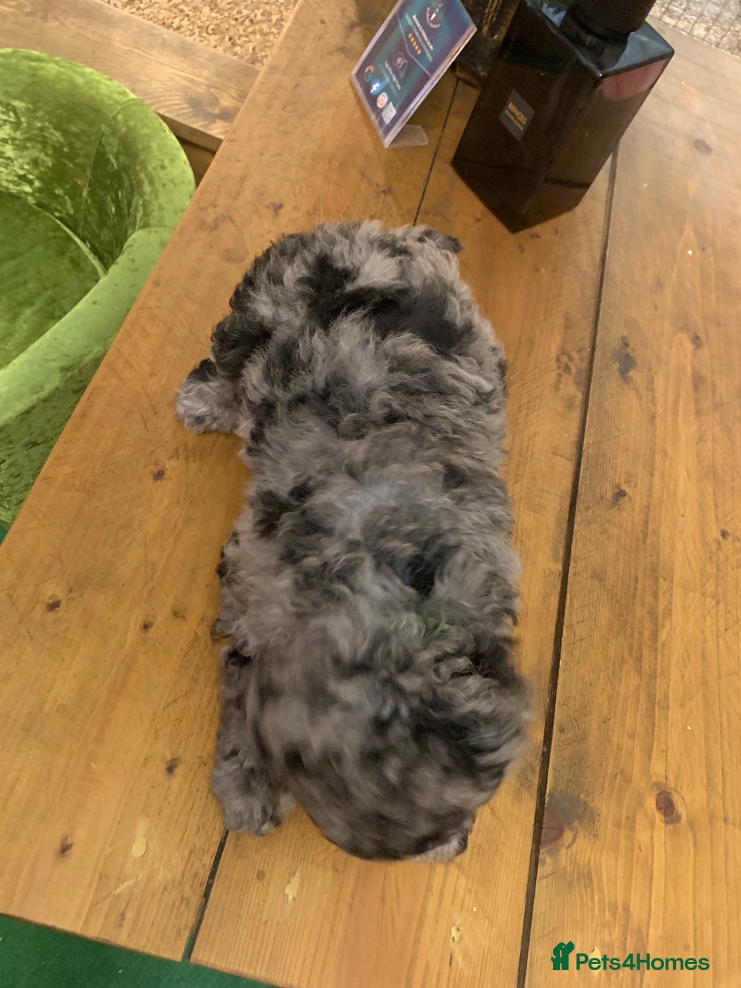 Bernedoodle dogs for sale: F1b Standard Bernedoodle  - Advert 14