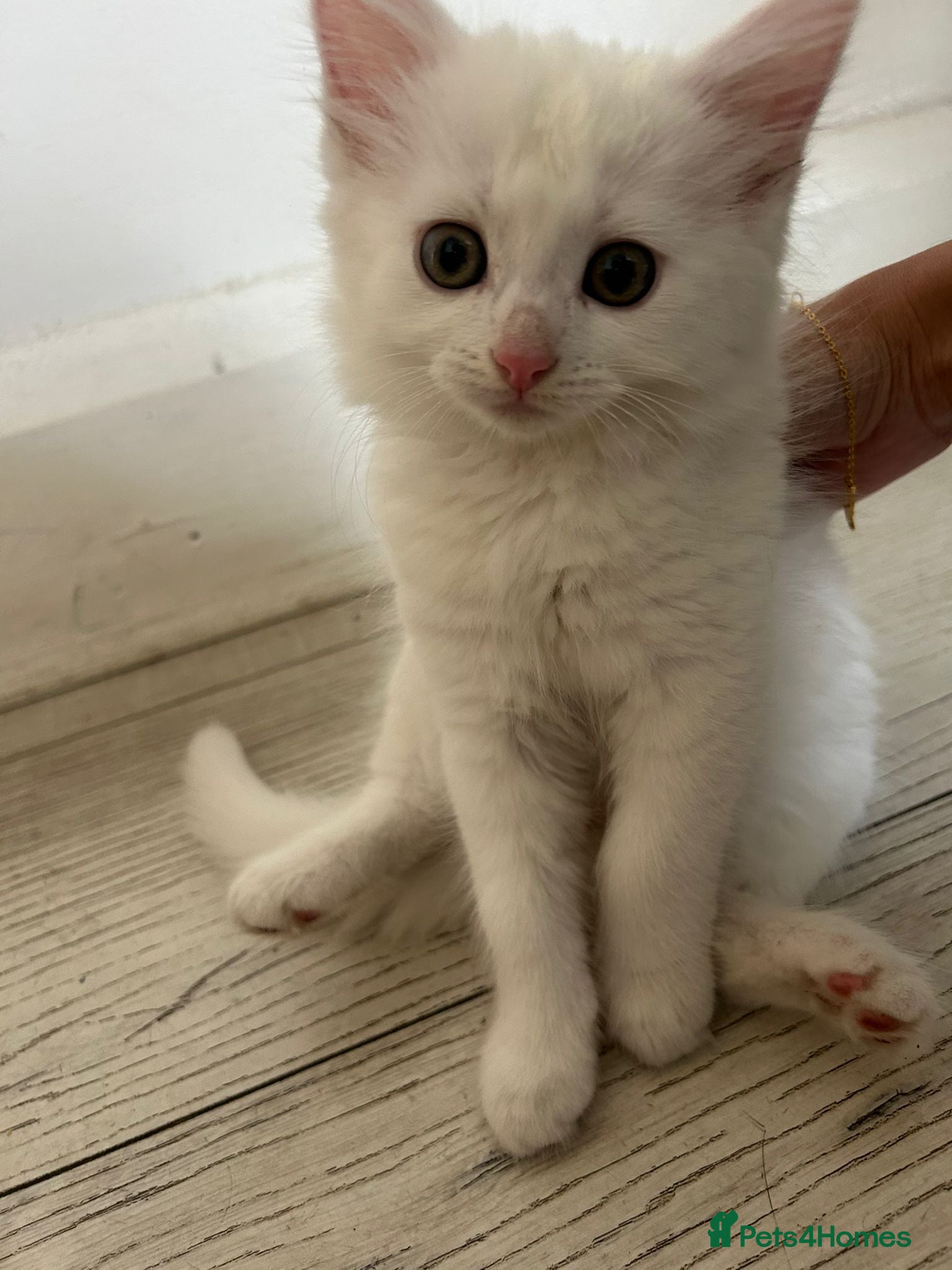 Mixed Breed cats for sale: Beautiful white fluffy female kitten! 🐱  - Advert 6