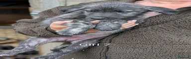 Irish Wolfhound 7