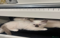 Birman cats for sale: Lovely Birman kittens  - Image 19
