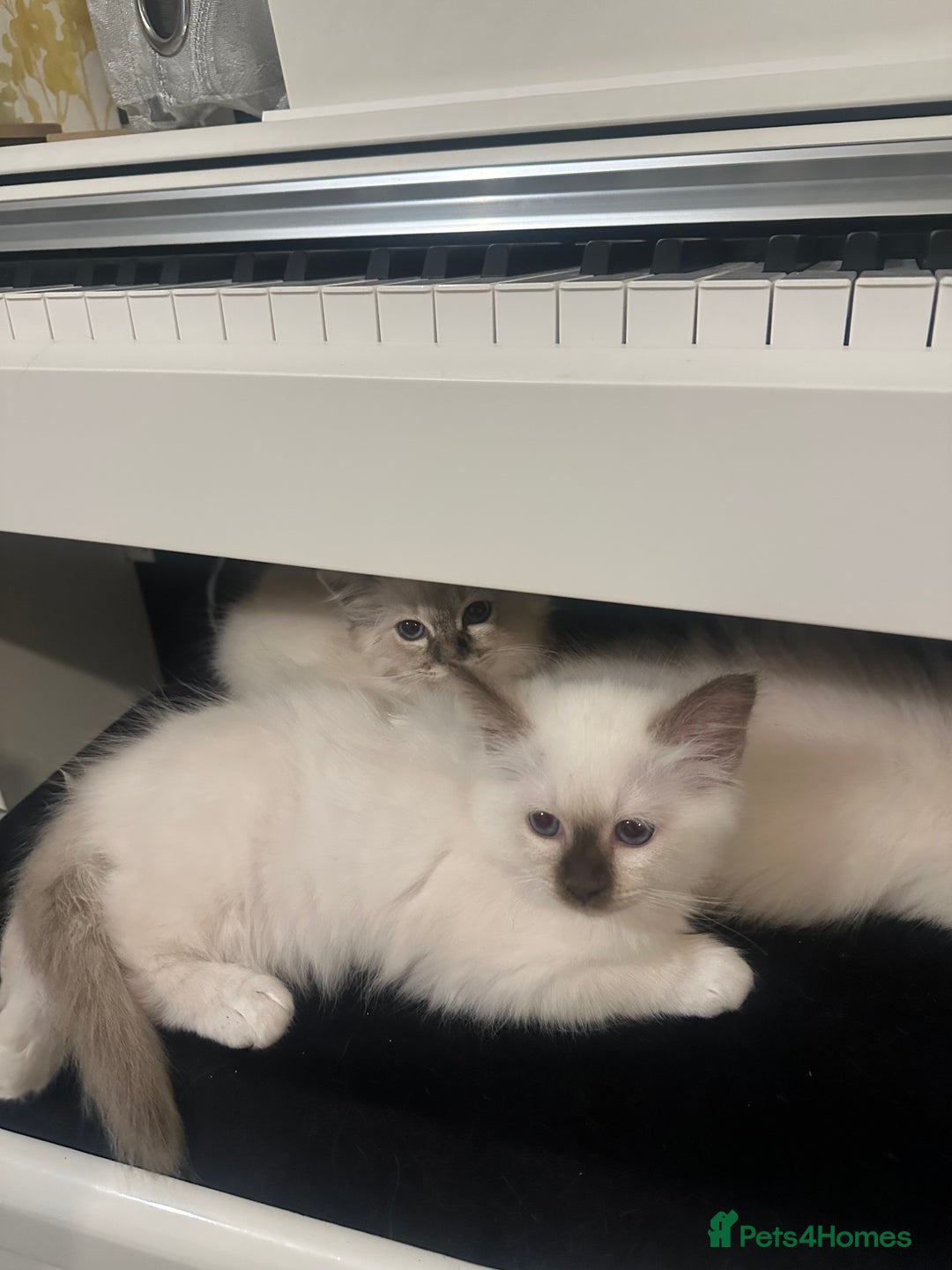 Birman cats for sale: Lovely Birman kittens  - Image 19