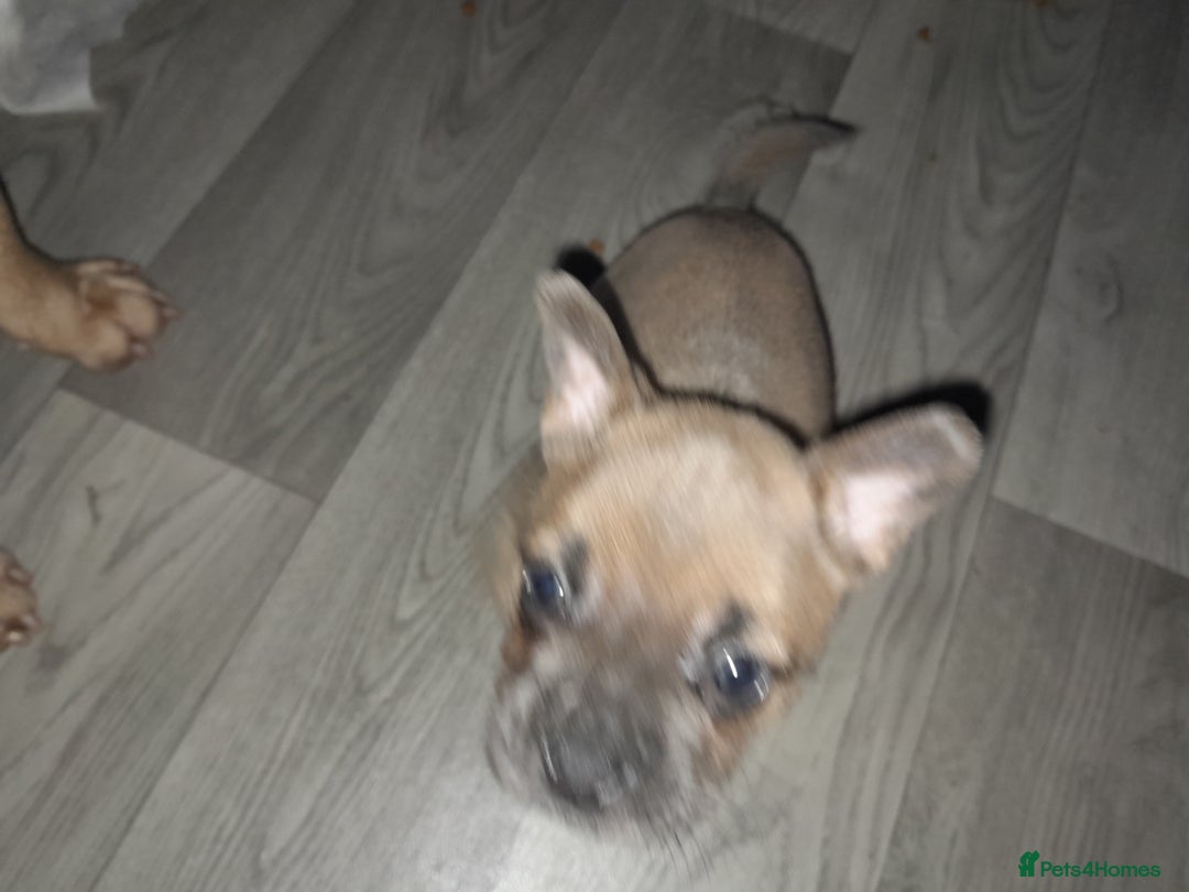 Mixed Breed dogs for sale: French bulldog x - Advert 23