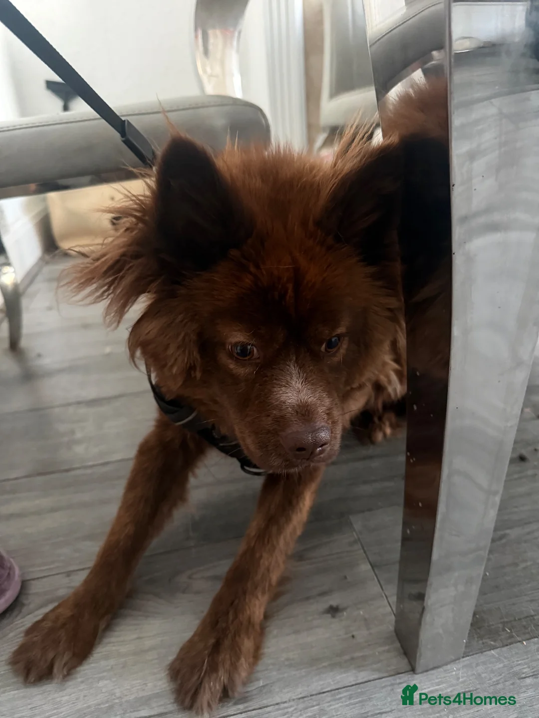 Mixed Breed dogs for sale: Red bear dog cross with frenchie in Dudley - Advert 5