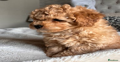 Poochon dogs - Advert 3