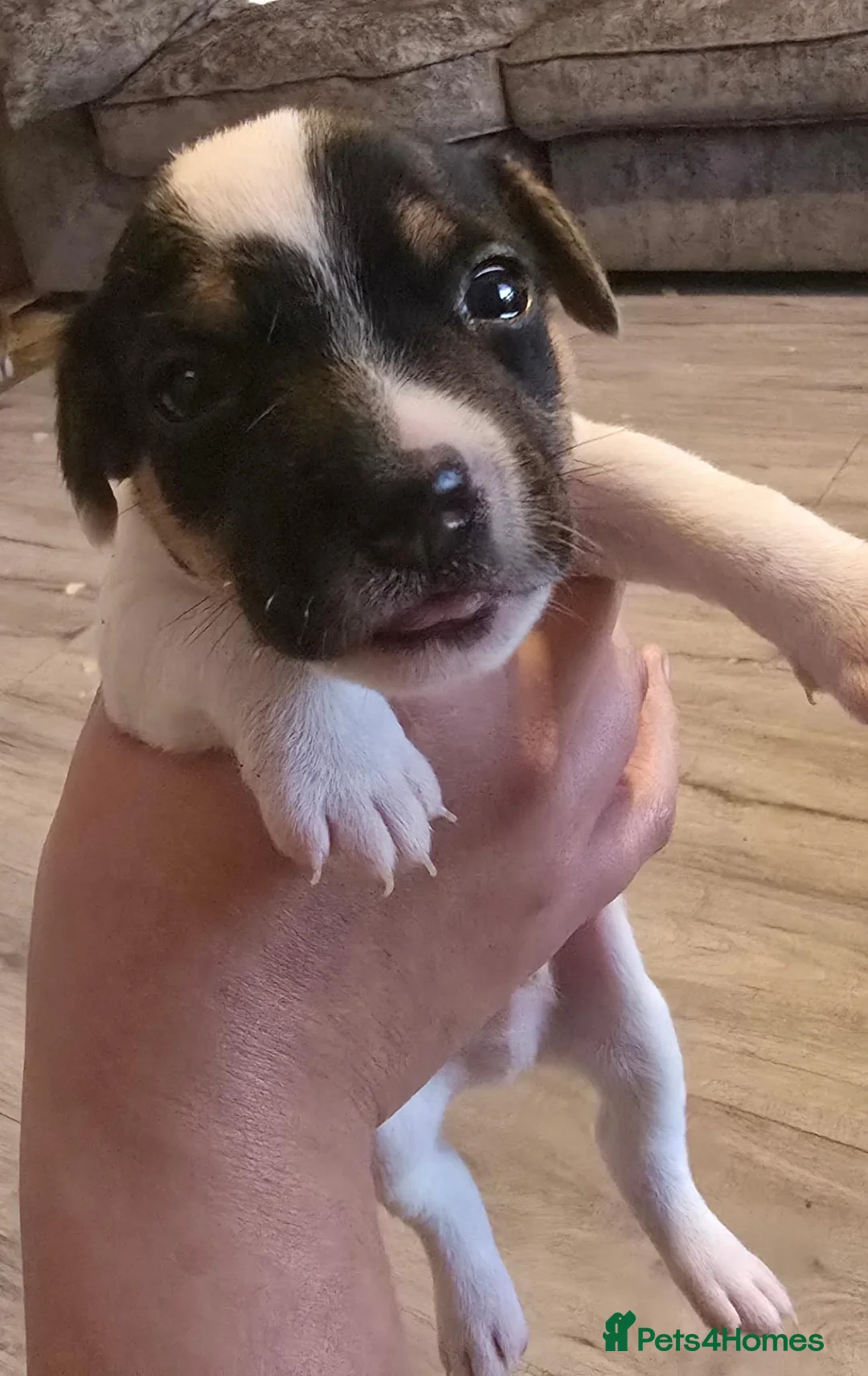 Jack Russell dogs for sale: Jackrussel pup - Advert 2