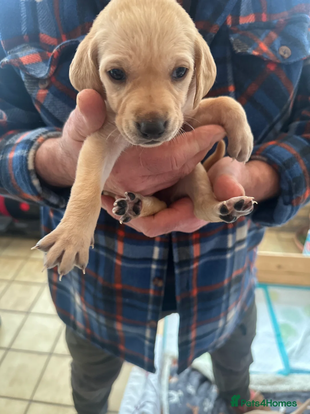 Mixed Breed dogs for sale: Vizslador puppys - Advert 10