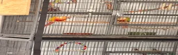 Conures birds for sale: Conure in Hessle - Advert 2
