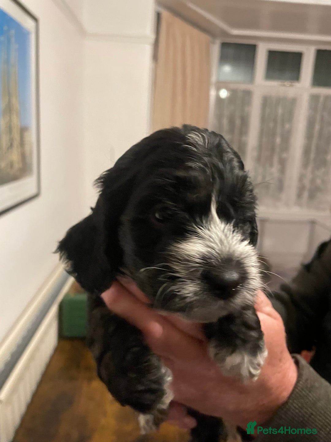 Cockapoo dogs for sale: Cockapoo puppies - Image 9