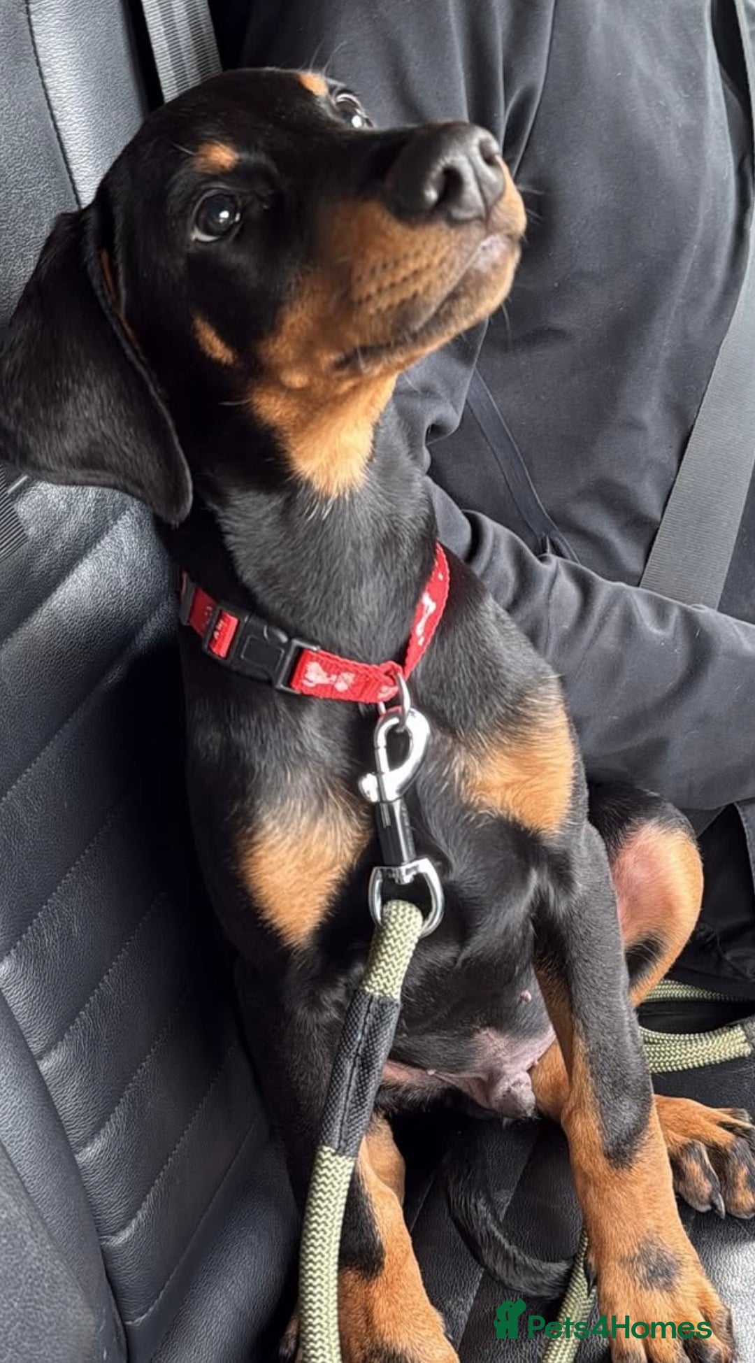 Dobermann dogs for sale: 6 month old Doberman for sale  - Advert 2