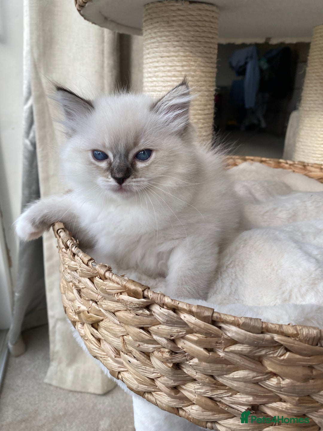 Ragdoll cats for sale: 🐾GCCF Family Reared Ragdoll Kittens🐾 - Image 16