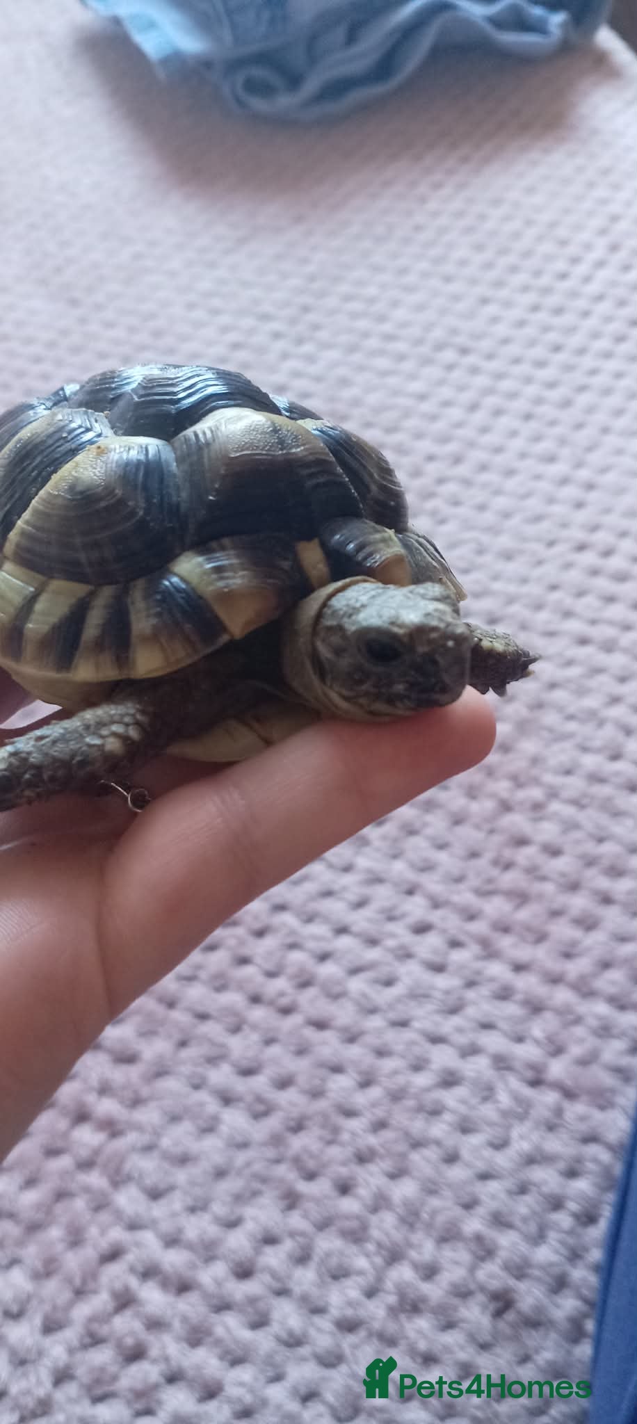 Tortoise reptiles spur-thighed tortoise  in Worcester - Advert 1