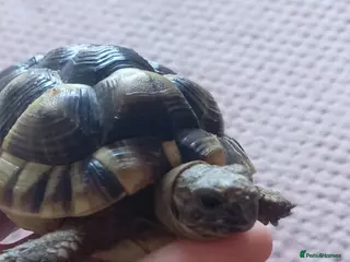 Tortoise reptiles spur-thighed tortoise in Worcester - Advert 1