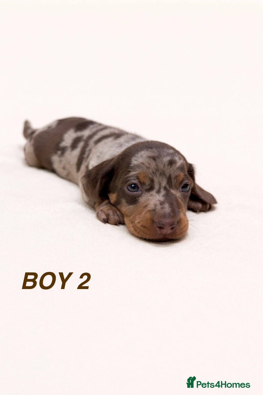 Miniature Dachshund dogs READY THIS SUNDAY - KC Reg Miniature Dachshund - Advert 5