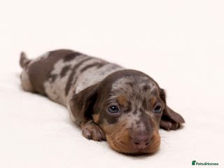 Miniature Dachshund dogs READY THIS SUNDAY - KC Reg Miniature Dachshund - Advert 16