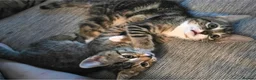 Bengal cats for sale: beautiful bengal X kittens **ready to go** - Advert 5
