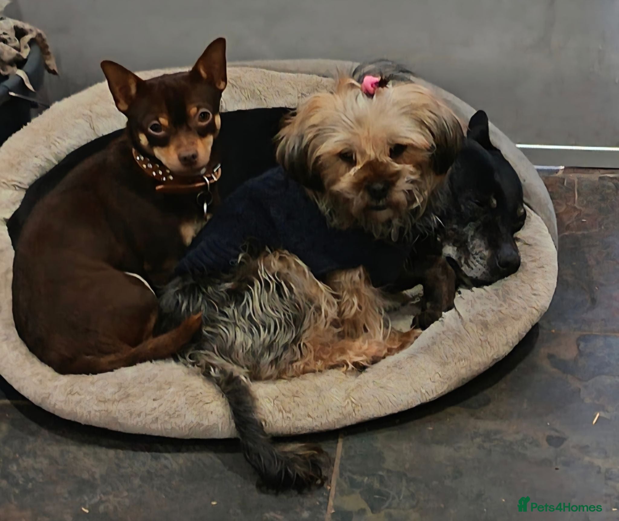 Chorkie dogs Chorkie puppies 🐶  - Advert 1