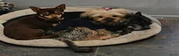 Chorkie dogs for sale: Chorkie puppies 🐶  - Advert 1