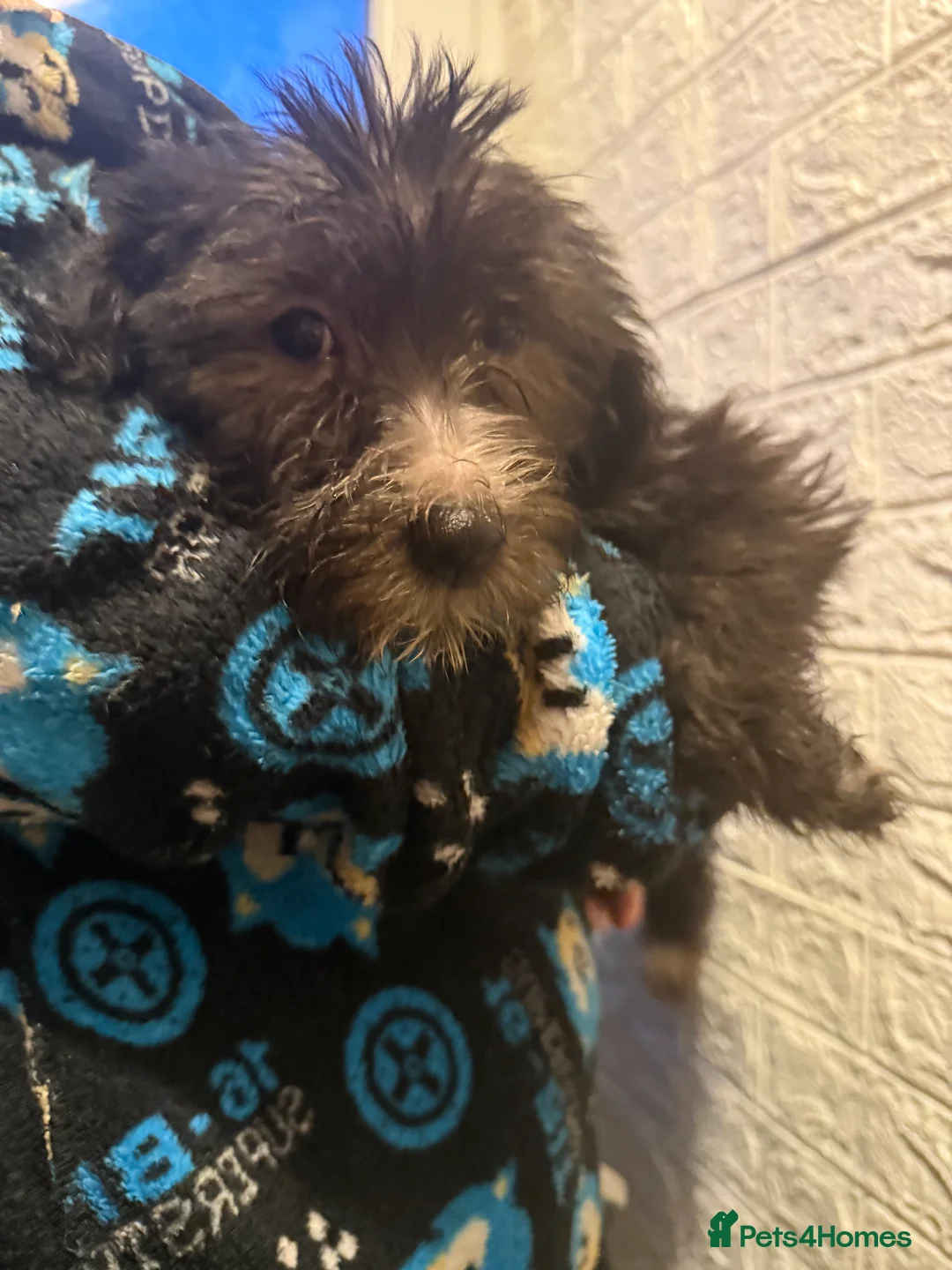 Mixed Breed dogs for sale: 6 Australian Shepherd X Springer x terrier puppies - Advert 17