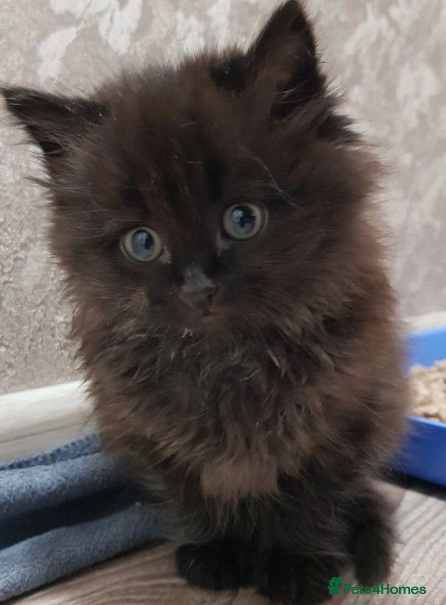 Mixed Breed cats Fluffy Cute kittens  - Advert 2