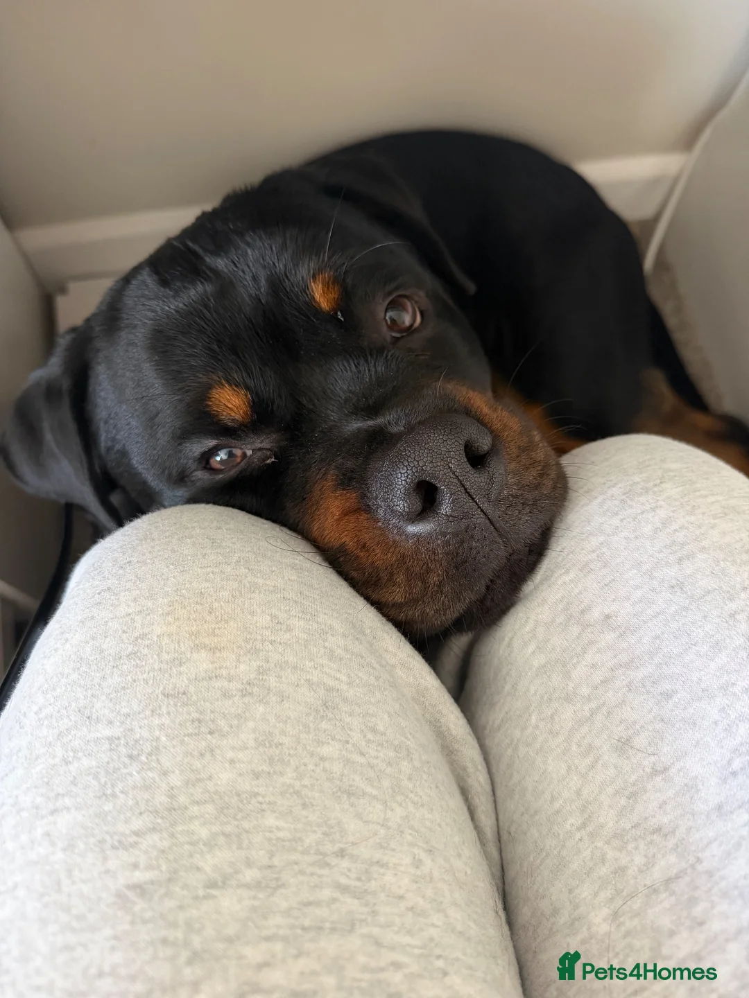 Rottweiler dogs for sale: Ronnie  - Advert 2