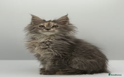 Maine Coon cats for sale: Stunning Maine coon cubs - Image 2