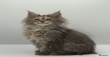 Maine Coon cats - Advert 6