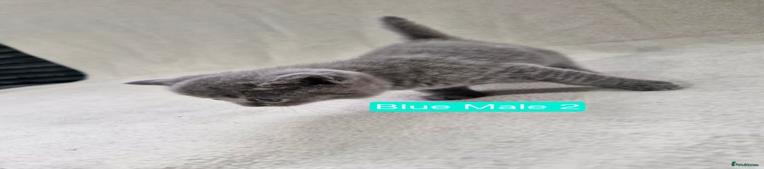 Blue Male 2