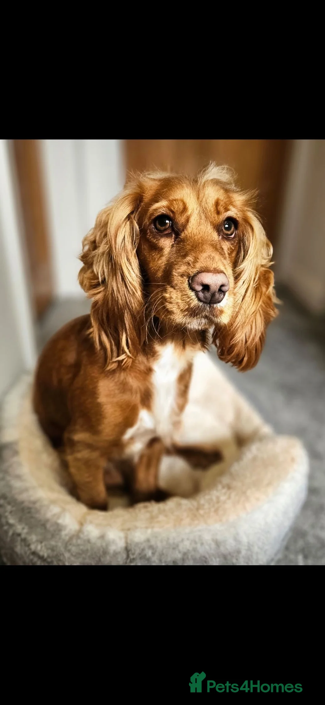 Cocker Spaniel dogs for sale: Reluctantly rehoming beautiful Maple - Advert 1