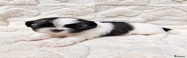 Shih Tzu 1