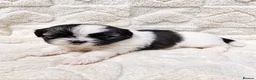 Shih Tzu dogs for sale:  Shih Tzu Puppies – 4 Available in Birmingham - Advert 6