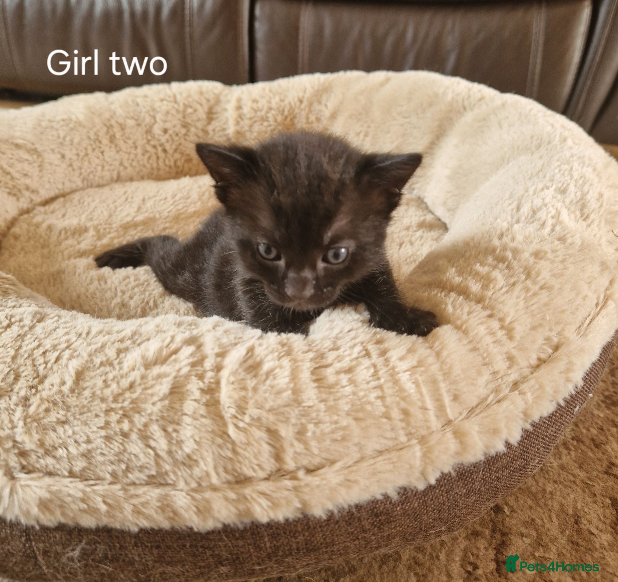 Mixed Breed cats Beautiful Domestic Shorthair Female Kitten - Advert 4