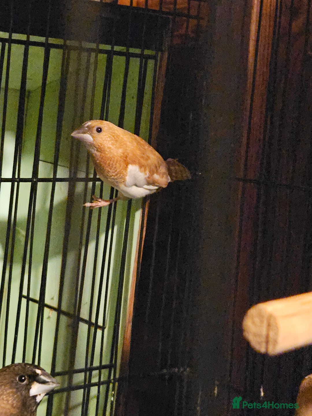 Finches birds for sale: Goldfinches, Bengalese finches & Zebra Finches - Advert 29