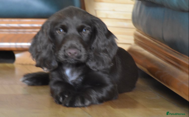 Cocker Spaniel dogs - Advert 2