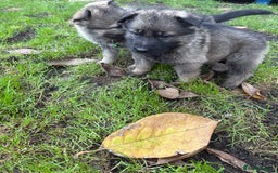 German Shepherd dogs for sale: 10 amazing german shepherd puppies - Advert 30