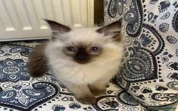 Ragdoll cats for sale: Ragdoll Kittens - Advert 6