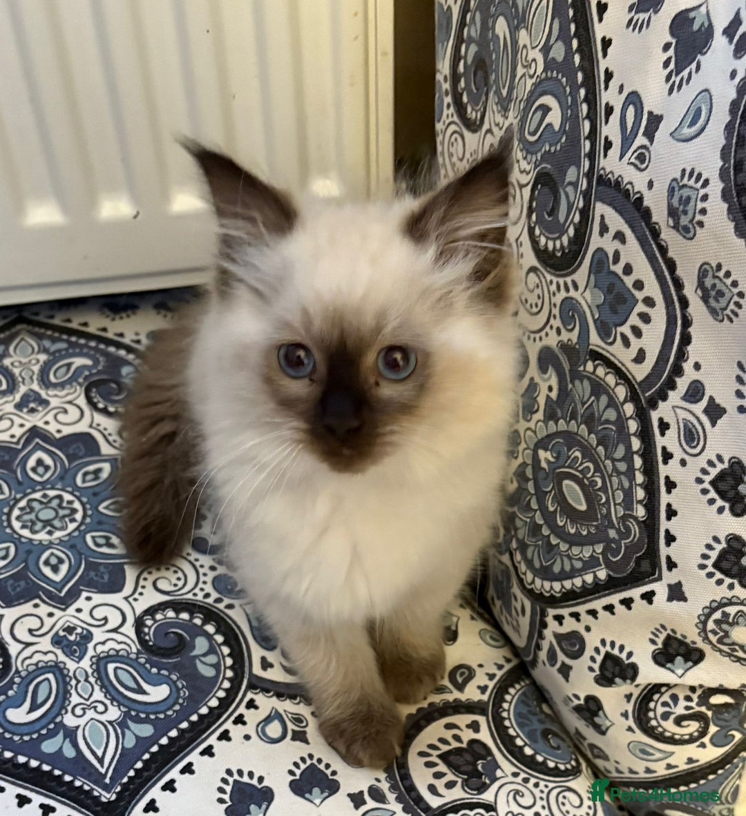 Ragdoll cats for sale: Ragdoll Kittens - Advert 6