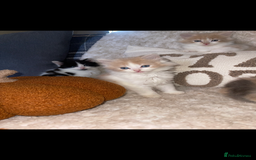 RagaMuffin cats for sale: Ragamuffin kittens for sale  - Image 5
