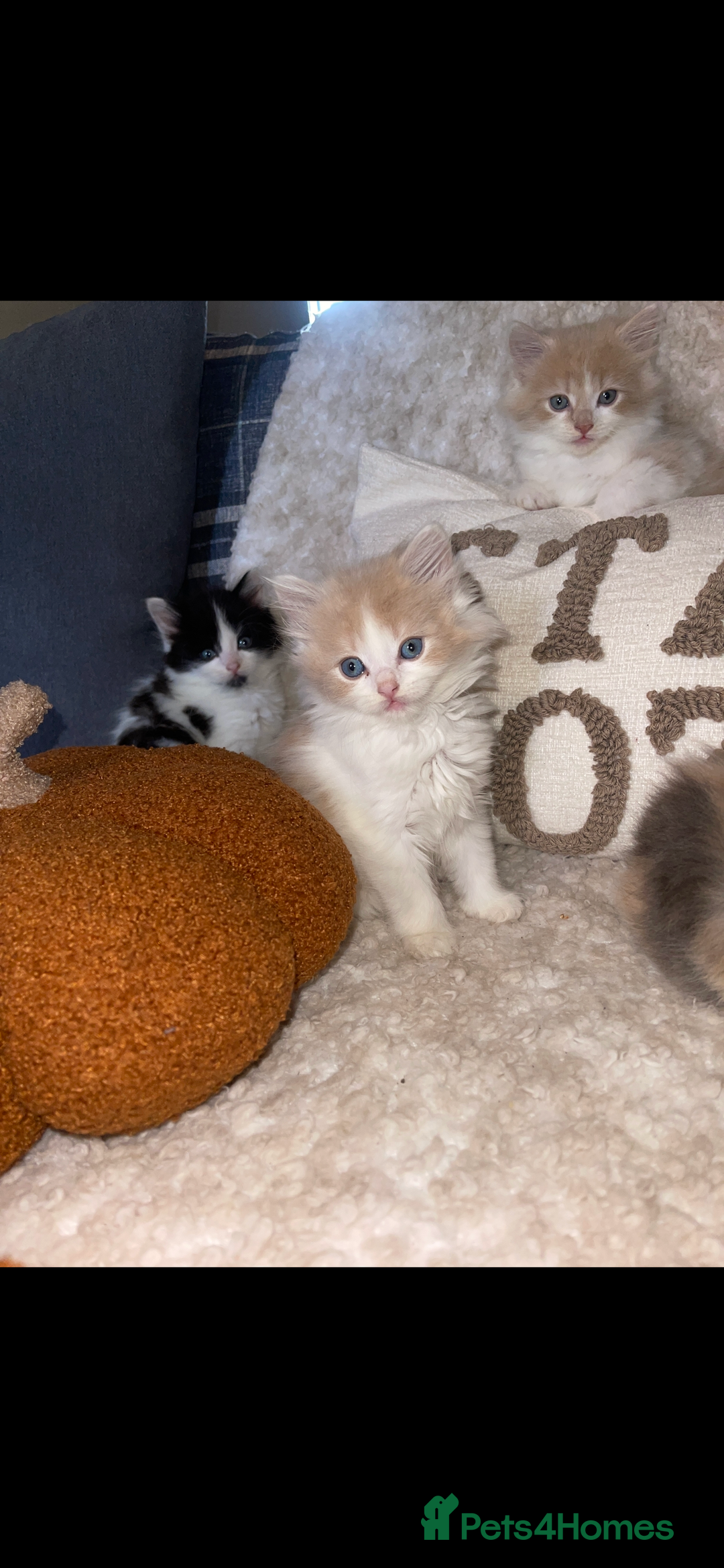RagaMuffin cats for sale: Ragamuffin kittens for sale  - Image 5